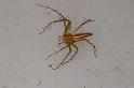 Oxyopes_quadrifasciatus_D7739_Z_88_North Stradbroke island_Australie